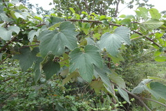 Ampelocissus tomentosa